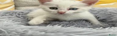 White kitten 3 M