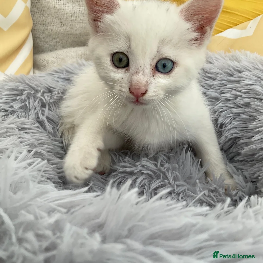 Mixed Breed cats for sale: Fluffy kittens looking for forever home - Advert 22