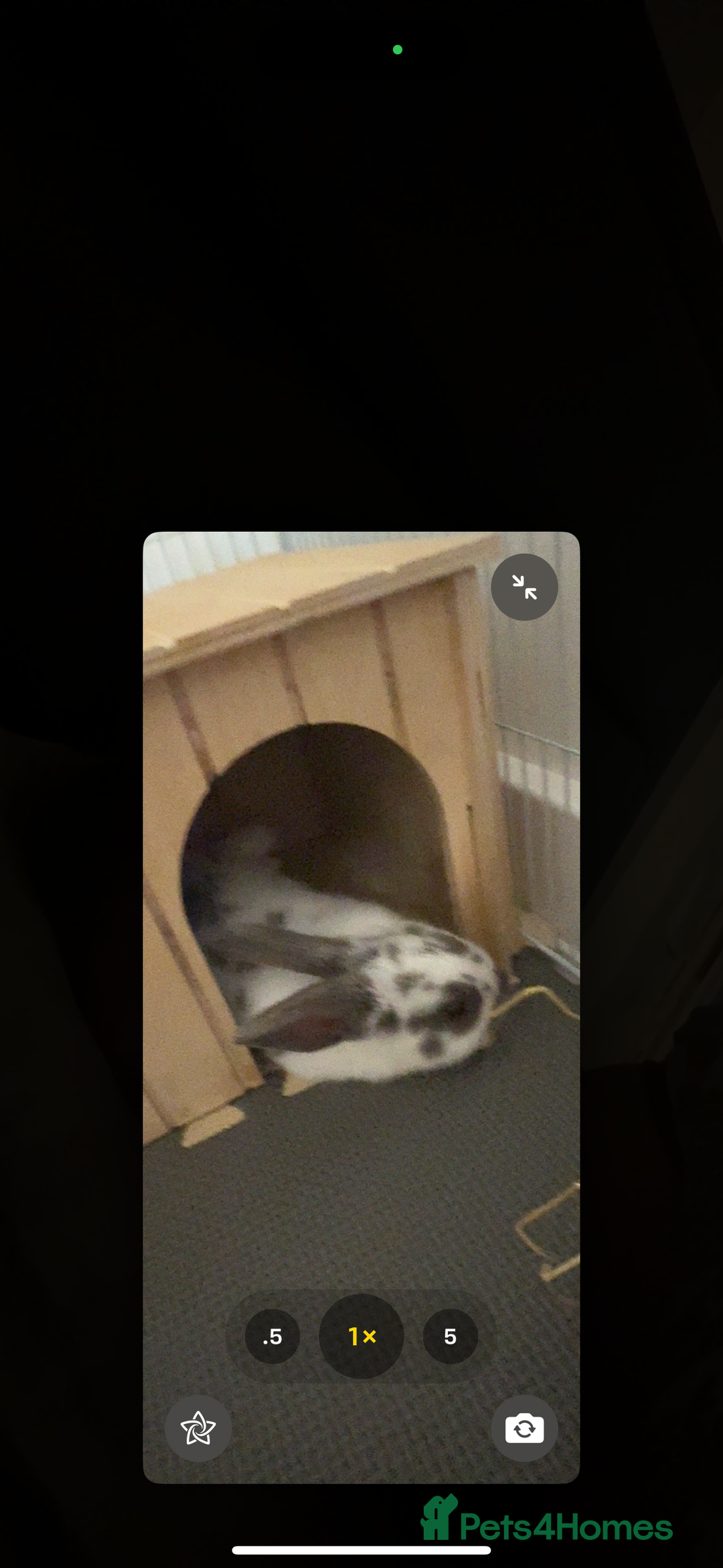 English Spot rabbits for sale: 7 week English Spot / with Dutch in her aswell . - Image 6