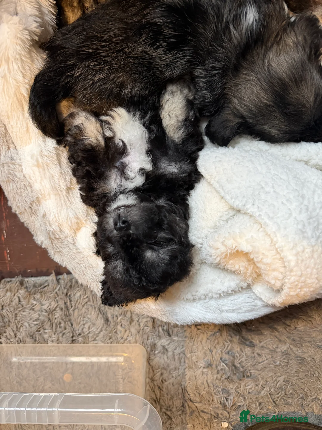 Mixed Breed dogs for sale: Chinese Crested X Shih Tzu - Advert 3