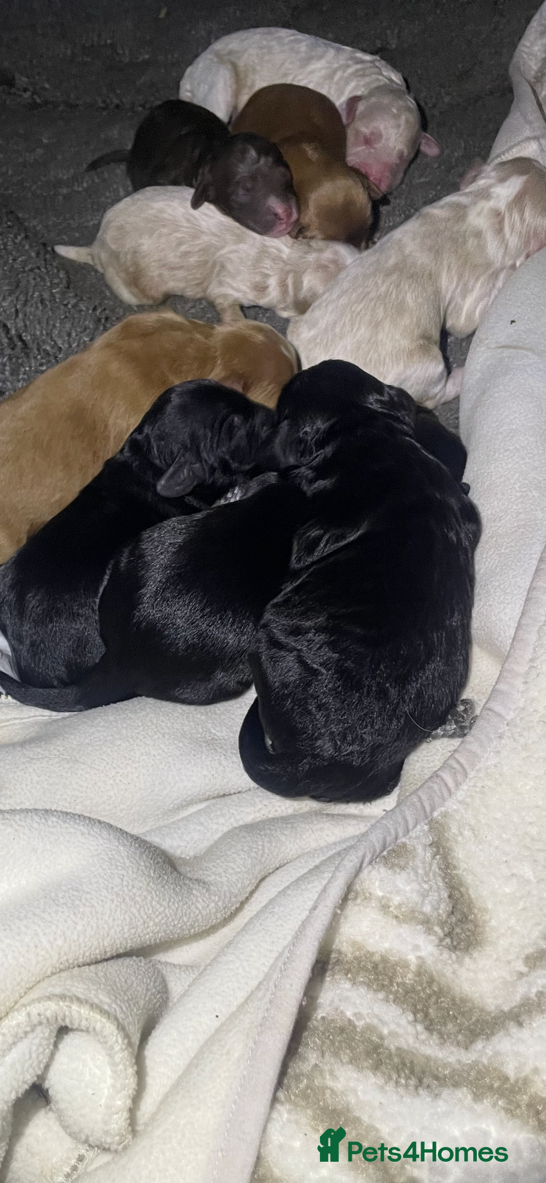 Cavapoo dogs for sale: F1b cavapoo fur babies therapy dog lines  - Image 2