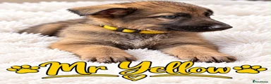 German Shepherd 6