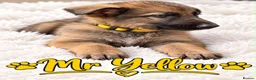 German Shepherd dogs for sale: 🐾 BEAUTIFUL GERMAN PUPPIES🐾 - Advert 4