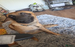 Belgian Shepherd Dog dogs for sale: Malinois Male 1 year 9 Months - Image 2