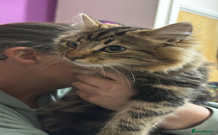 Maine Coon cats - Advert 10