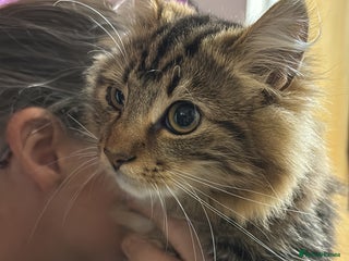 Maine Coon cats - Advert 16