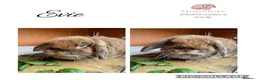 Mini Lop rabbits for sale: Pure mini lops - Advert 3