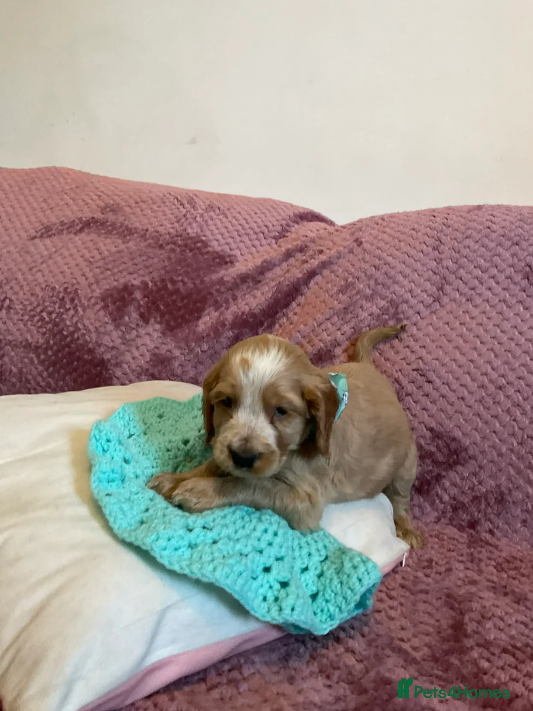 Cockapoo dogs for sale: 8 COCKAPOO PUPPIES 6 GIRLS 2 BOYS READY NOW - Advert 4