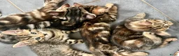 Bengal cats for sale: Bengal X Kittens With Famous Siblings!  - Advert 20
