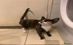 Mixed Breed cats for sale: CUTE KITTEN READY FOR A NEW HOME - Image 3