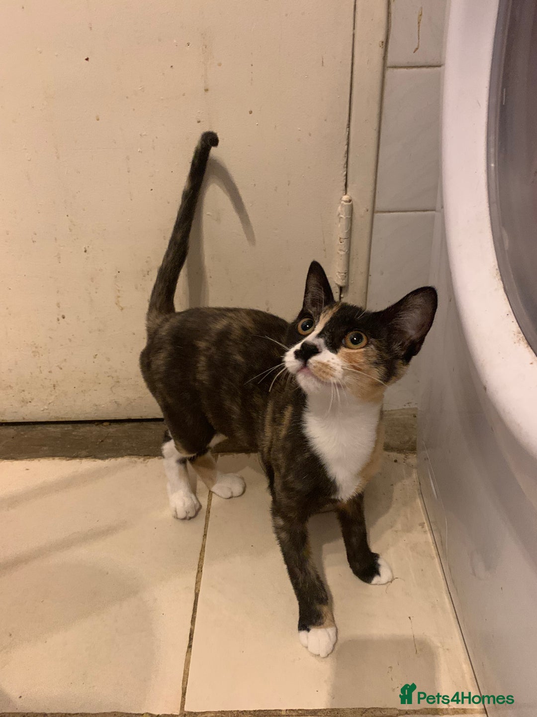 Mixed Breed cats for sale: CUTE KITTEN READY FOR A NEW HOME - Image 3