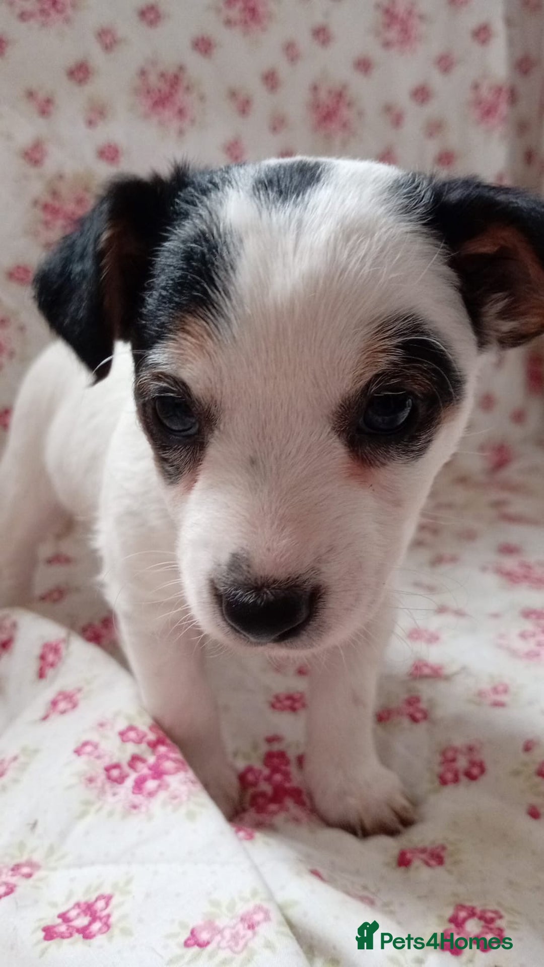 Jack Russell dogs for sale: Rough Coated Jack Russel Pups. - Image 5