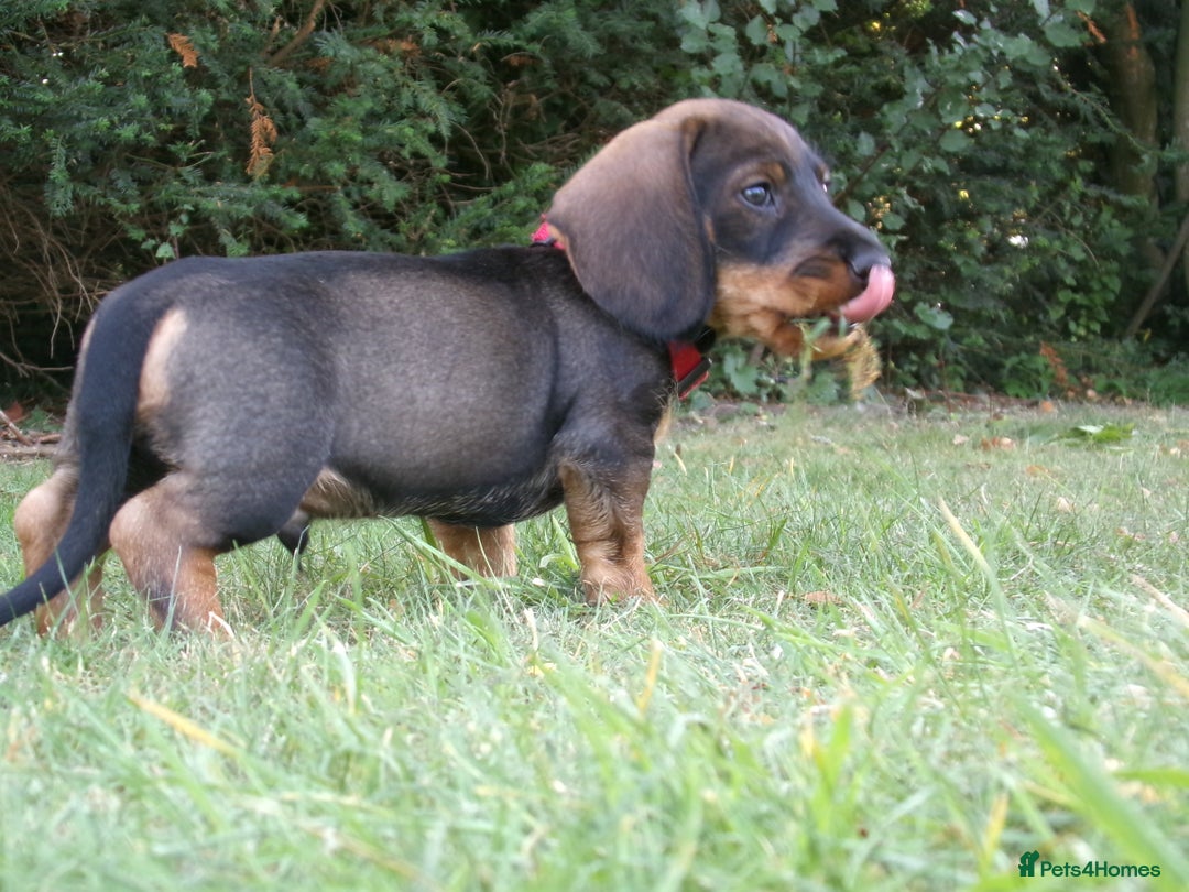 Dachshund dogs for sale: KC Wirehaired Dachshund / Teckel puppies  - Image 3