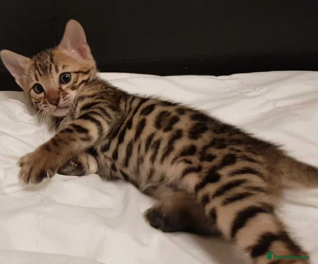 Bengal cats for sale: Bengal kittens  - Image 13