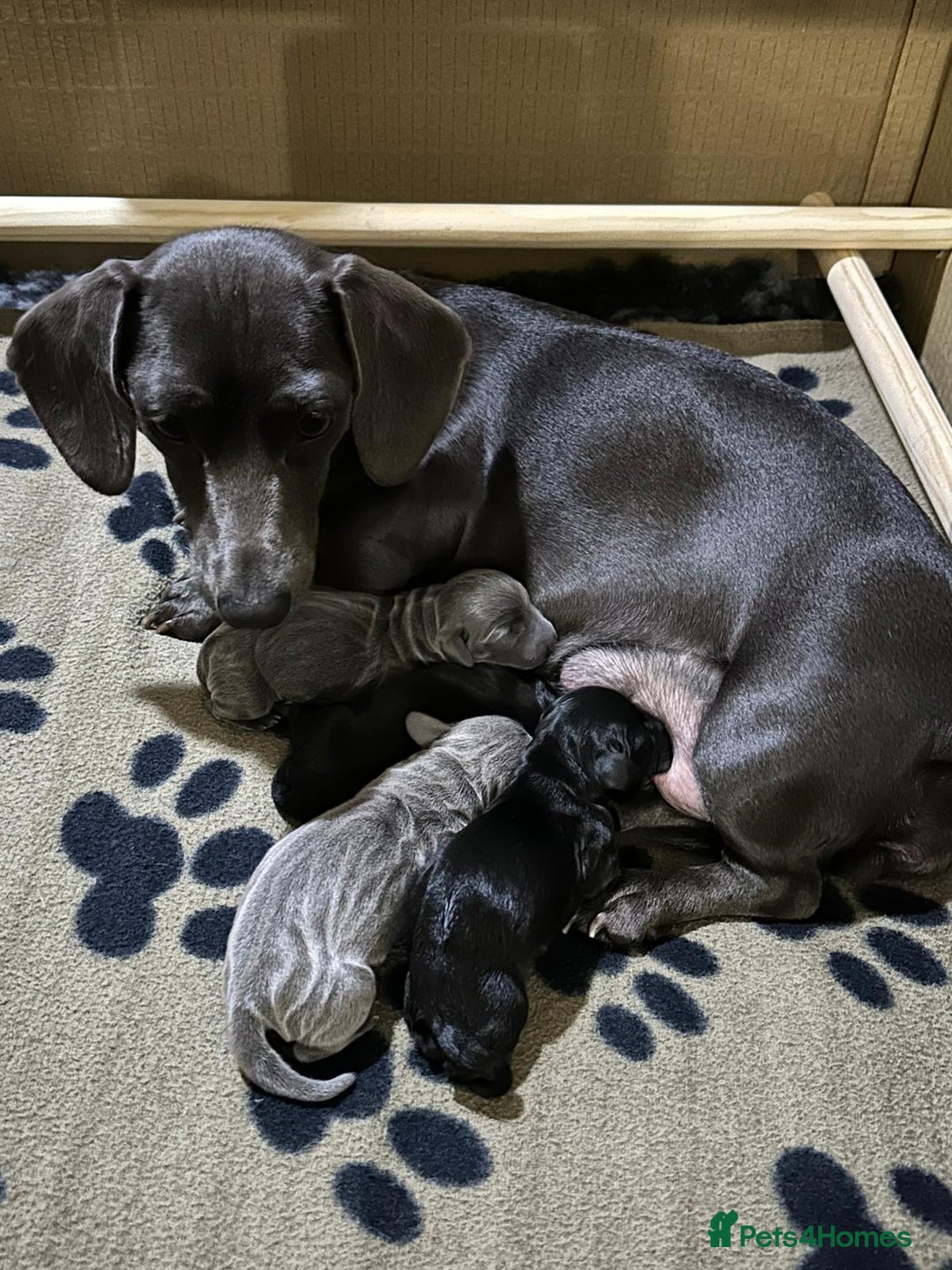 Miniature Dachshund dogs for sale: Rare colour KC registered mini dachshund puppies  - Advert 18