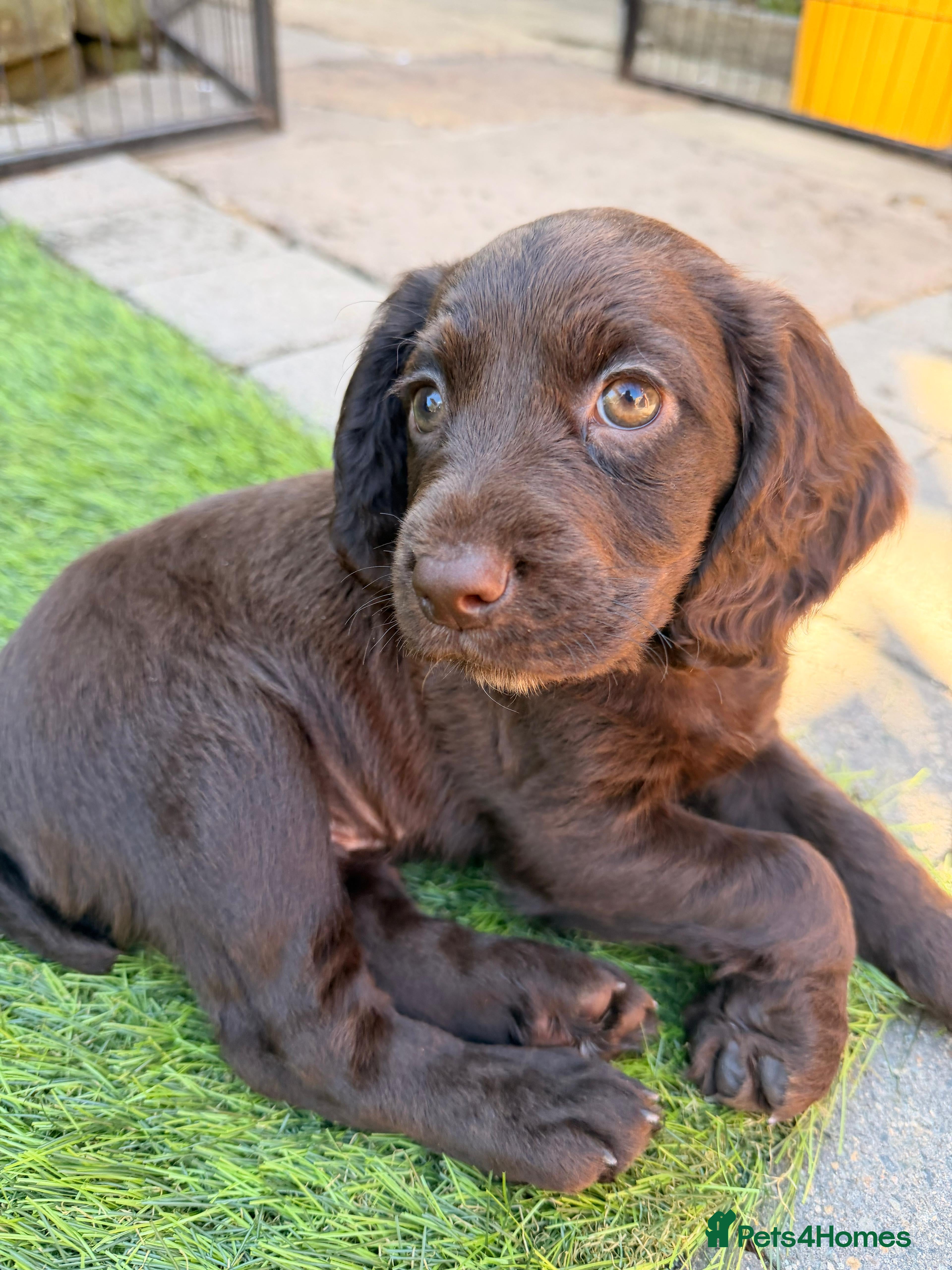 Cocker Spaniel dogs KC REGISTERED WOKRING COCKER SPANIEL PUPS  - Advert 2