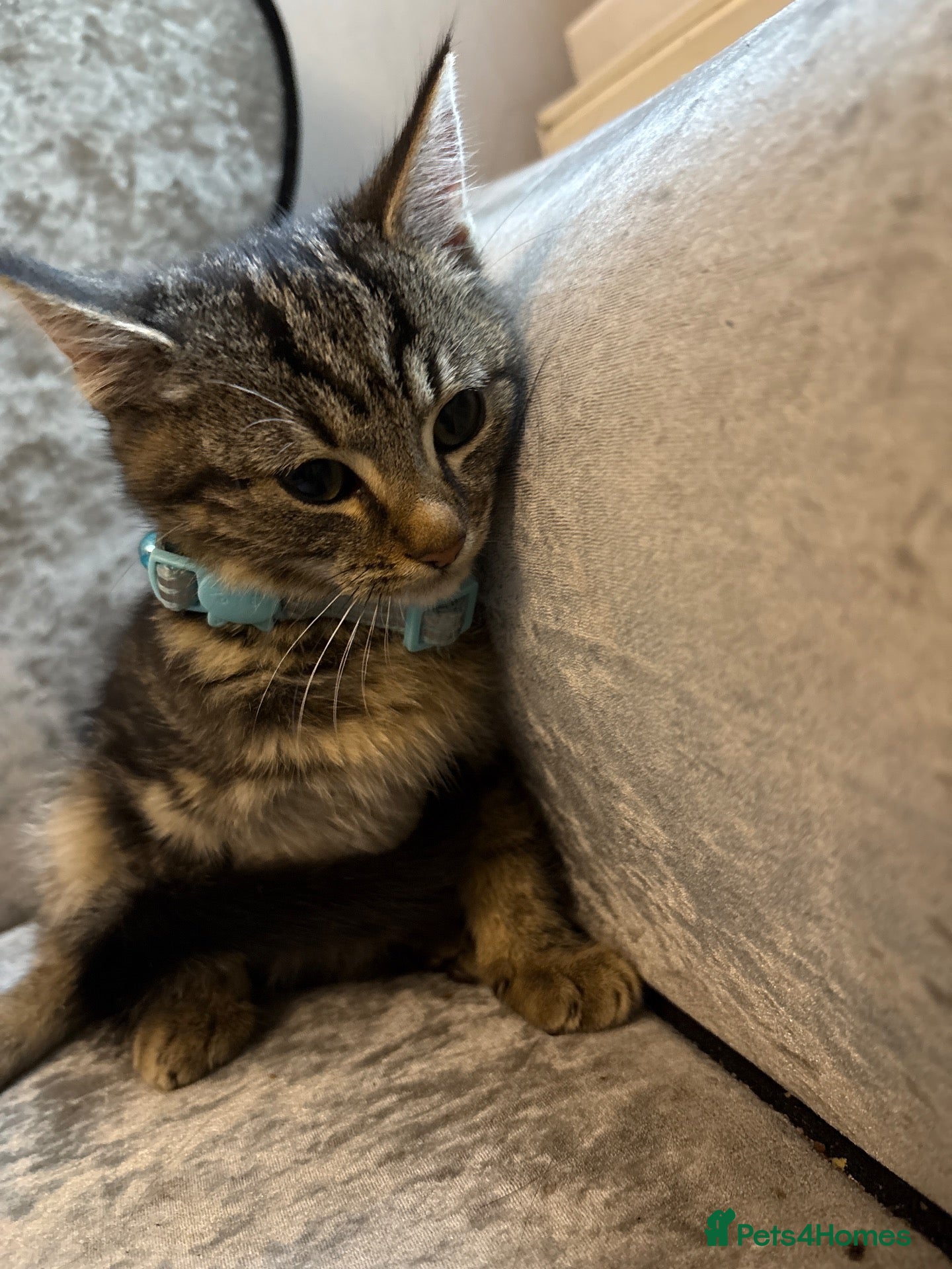 Mixed Breed cats for sale: 2 months old cat for sale  - Advert 3