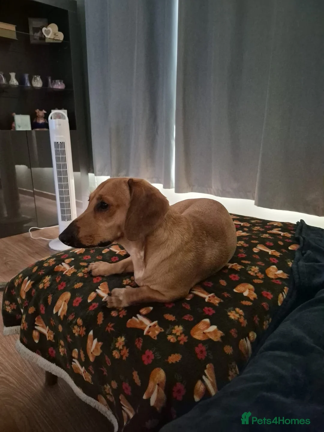 Mixed Breed dogs for adoption: 💙🐶 MILO – A TINY CUDDLE BUG in Swadlincote - Advert 12