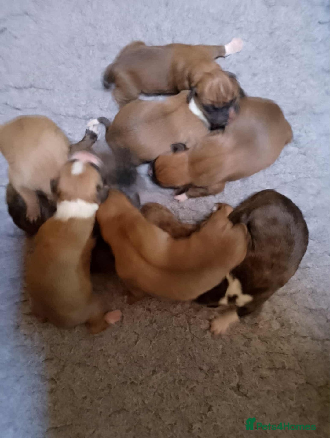Boxer dogs for sale: Health Tested COI 1.5% KC Registered - Image 3