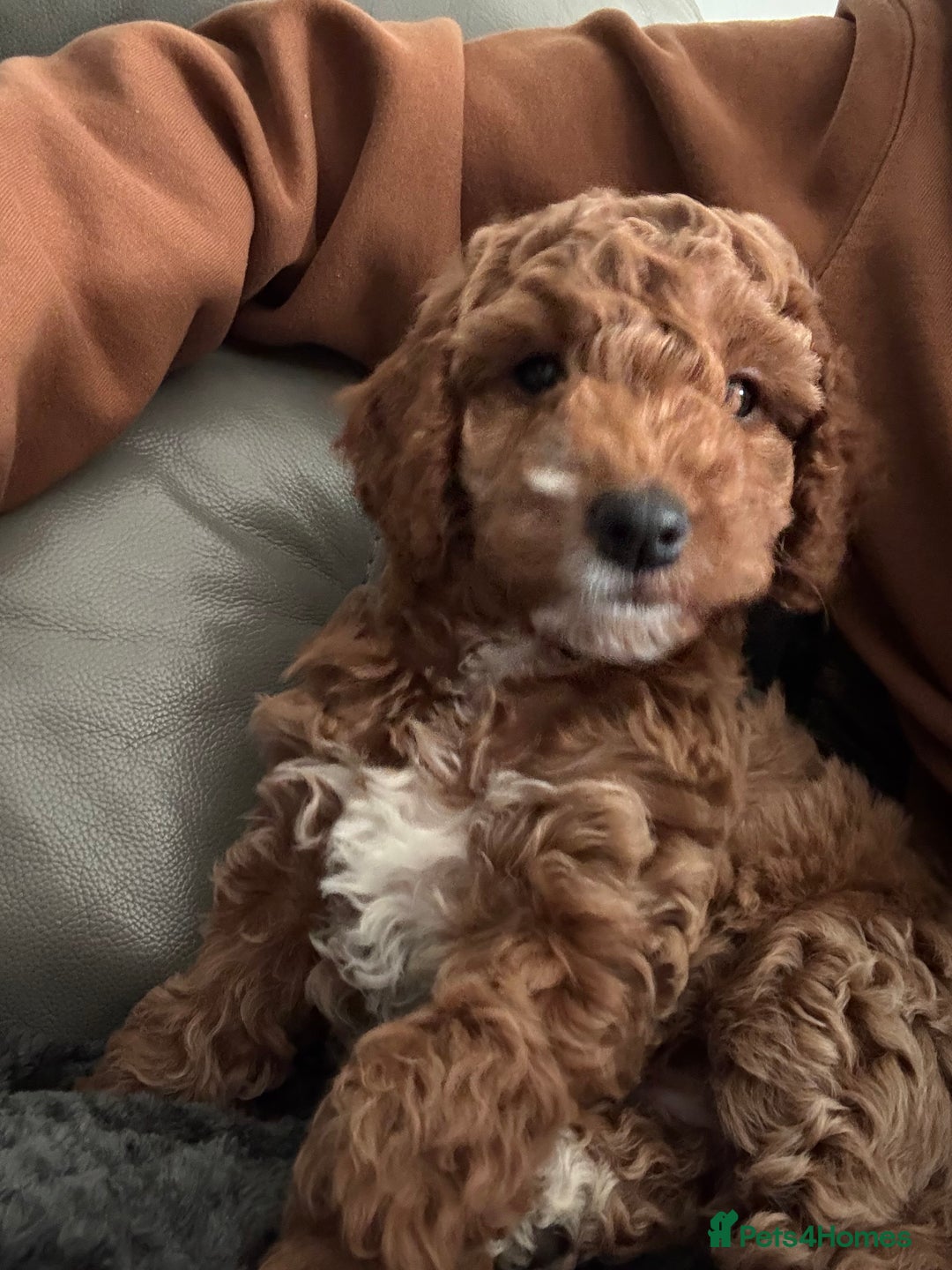 Cockapoo dogs for sale: Red Cockapoo girls Fb2 ready 12/1/26 - Advert 10