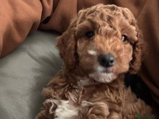 Cockapoo dogs Red Cockapoo girls F1b ready 12/1/26 - Advert 2