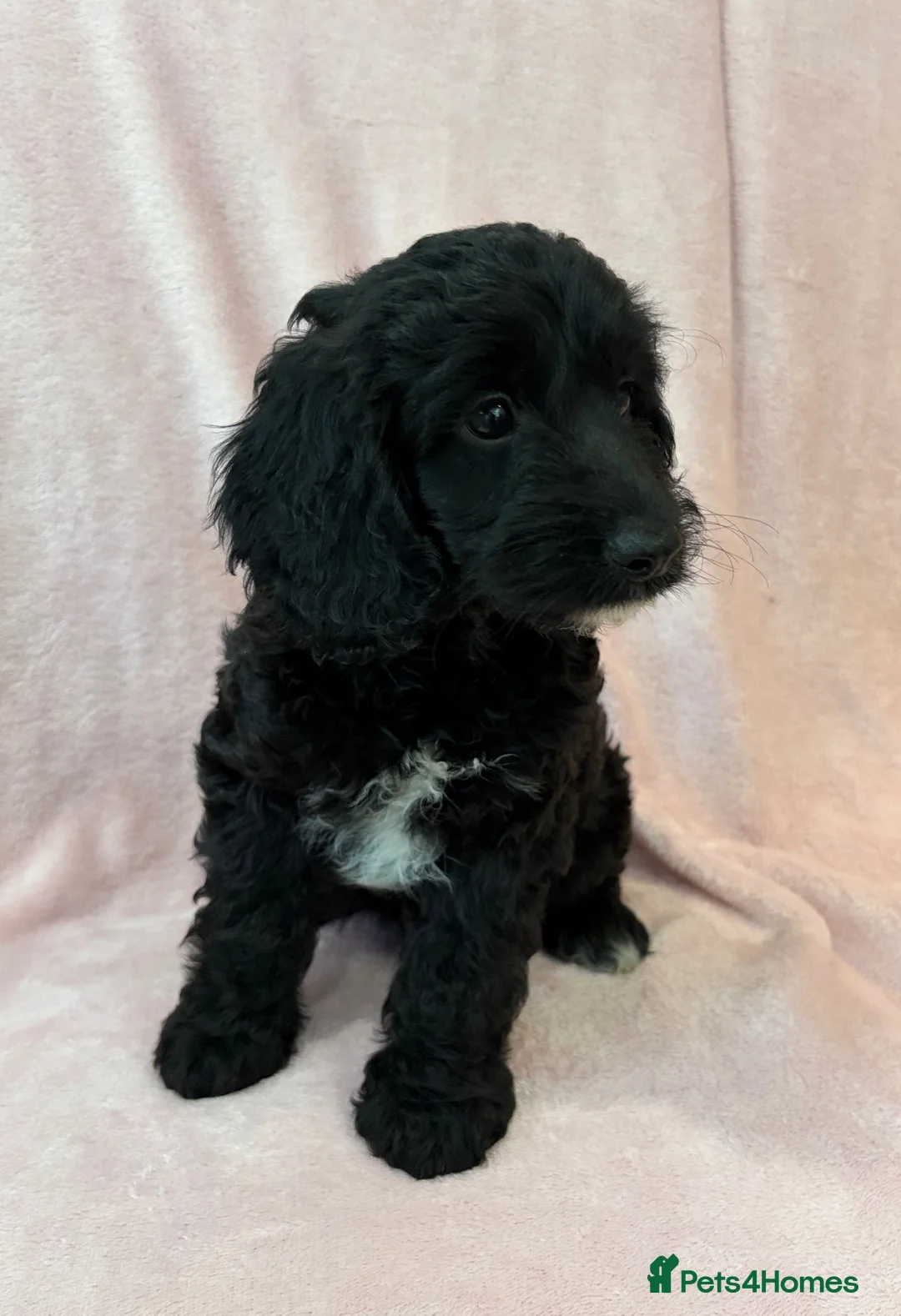 Cockapoo dogs for sale: F1 cockapoo puppies ready now  - Advert 2