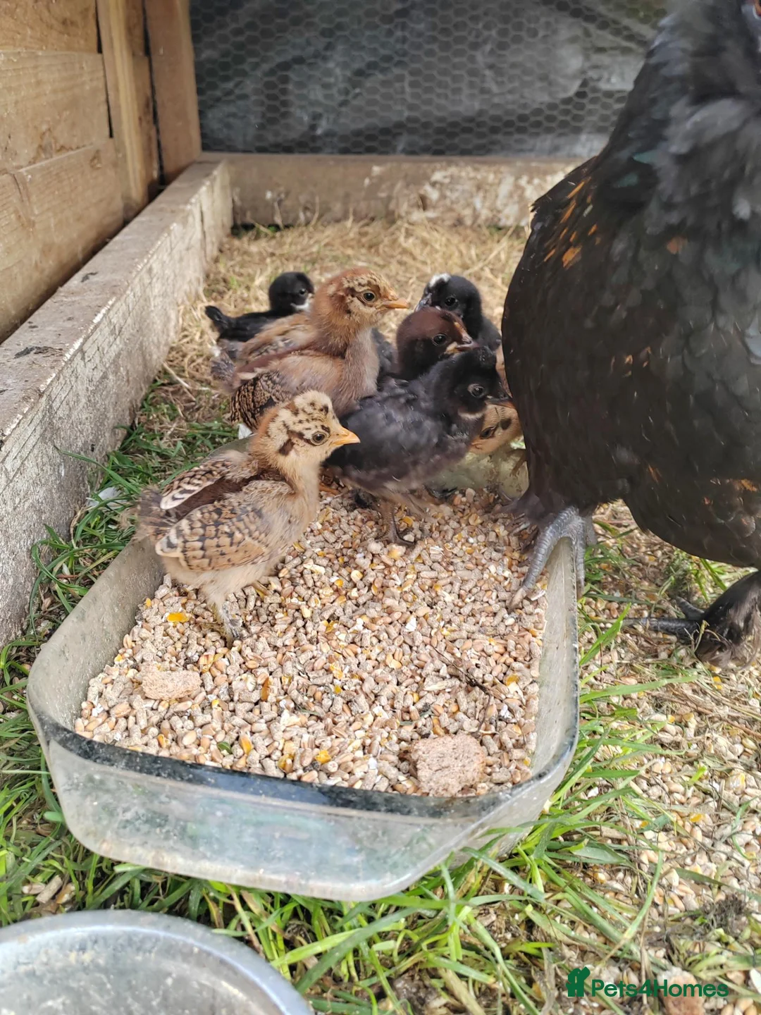 Chickens poultry for sale: Beautiful Hen and 9 baby chicks in Harwich - Advert 5