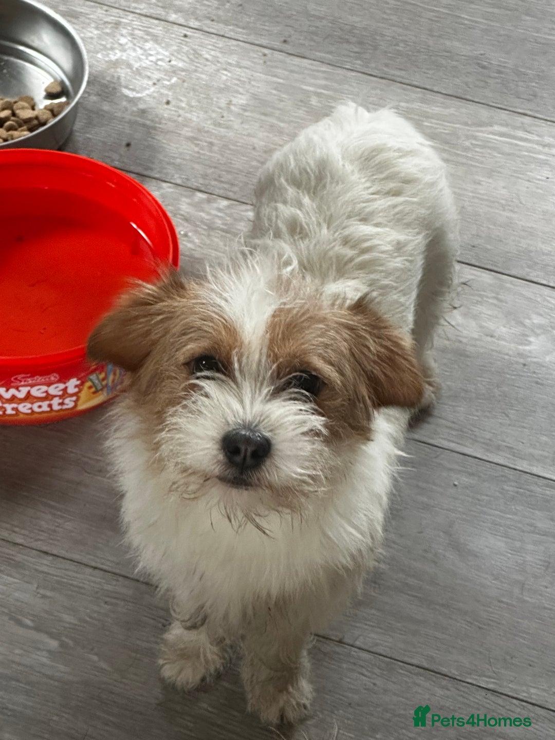 Mixed Breed dogs for sale: 2 lhasa jack russell bitches - Advert 2