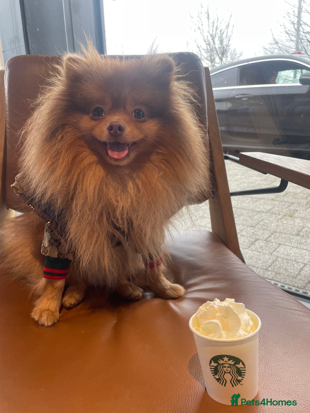 Pomeranian dogs for stud: Cobee (PROVEN)  ( STUD ONLY ) (PRODUCING MERLES)   in Liverpool - Advert 26