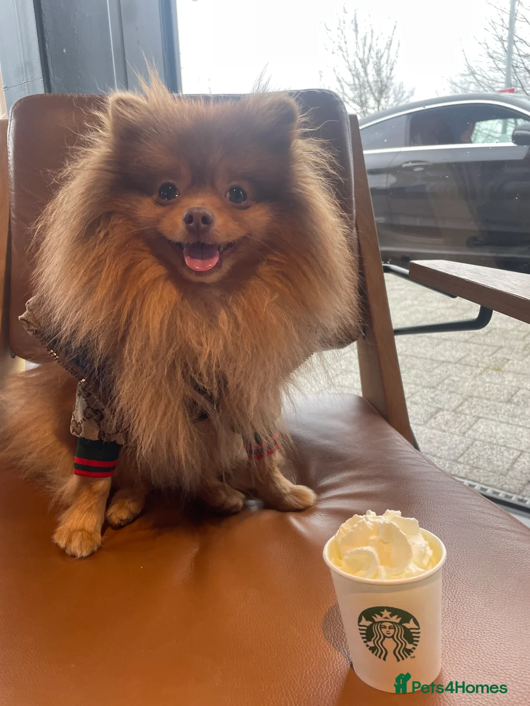 Pomeranian dogs for stud: Cobee (PROVEN)  ( STUD ONLY ) (PRODUCING MERLES)   in Liverpool - Advert 26