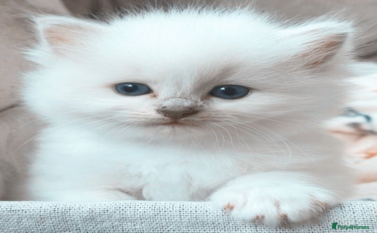 Ragdoll cats - Advert 2