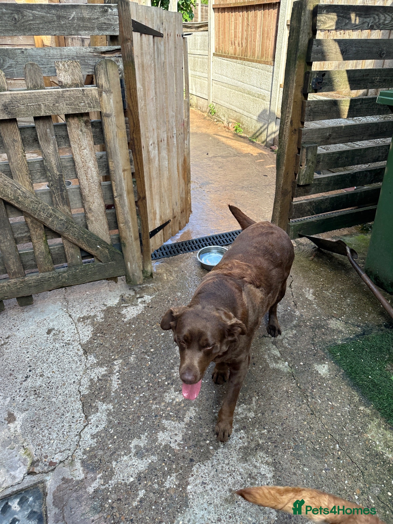 Labrador Retriever dogs 3 years old Labrador female  - Advert 1
