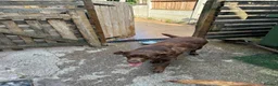 Labrador Retriever dogs for sale: 3 years old Labrador female  - Advert 1