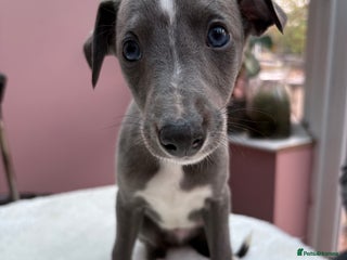 Whippet dogs 8 Gorgeous KC Reg Whippet Puppies - Advert 9