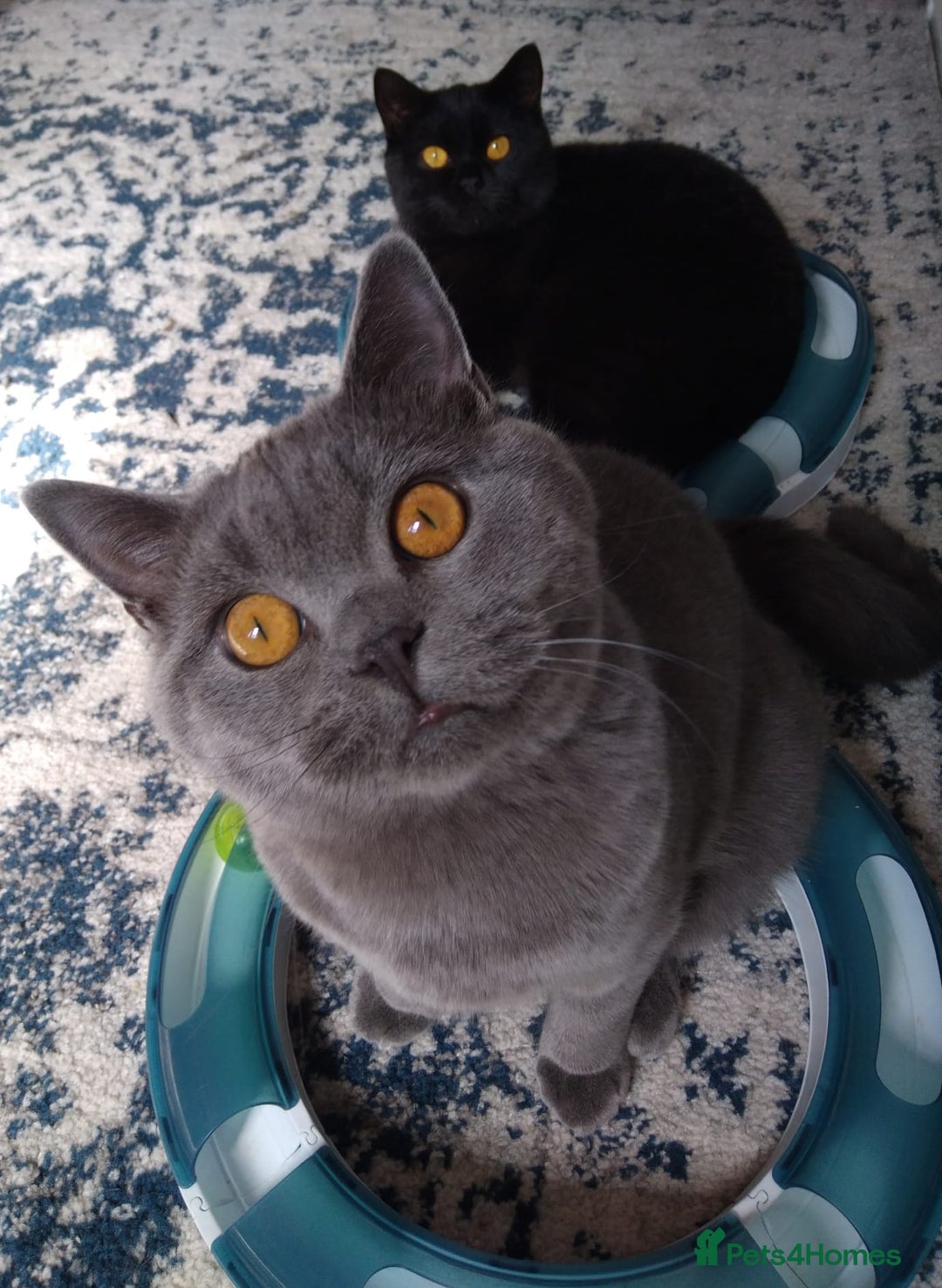 British Shorthair cats for sale: Beautiful British Shorthair kittens - Image 26