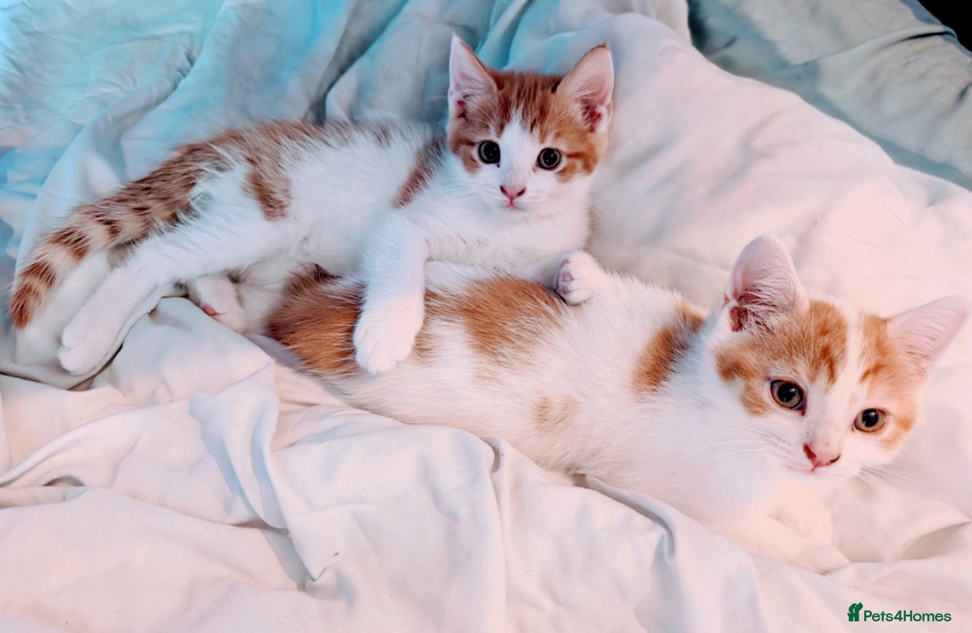 Mixed Breed cats Beautiful kittens for sale. - Advert 2