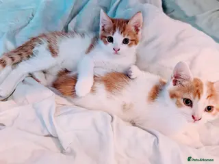 Mixed Breed cats Beautiful kittens for sale. - Advert 2