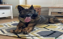 German Shepherd dogs for sale: Rocky - German Shepherd - Image 1