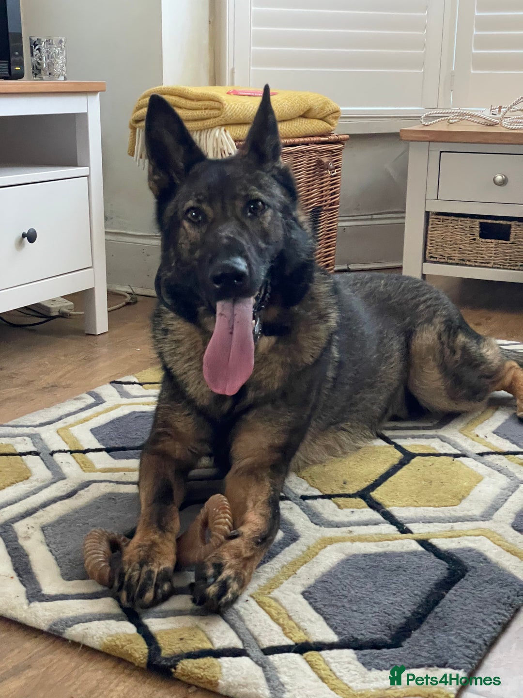 German Shepherd dogs for sale: Rocky - German Shepherd - Image 1