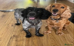 Cocker Spaniel dogs for sale: Sky's beautiful cocker spaniel puppies- 1 boy left - Image 4