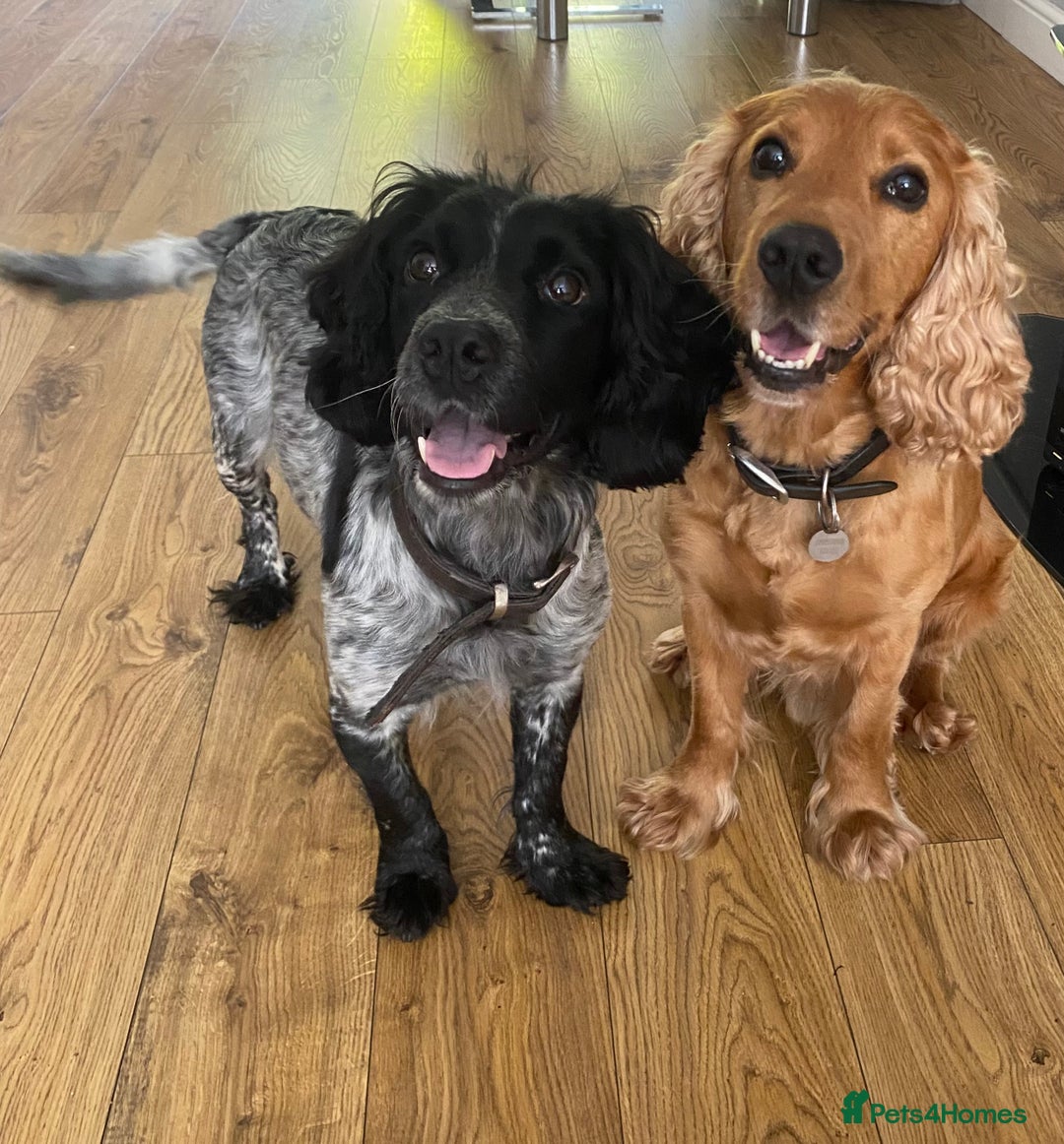 Cocker Spaniel dogs for sale: Sky's beautiful cocker spaniel puppies- 1 boy left - Image 4