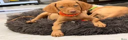 Hungarian Vizsla dogs for sale: The Golden Hearted Guardians Chapter🥈 - Advert 10