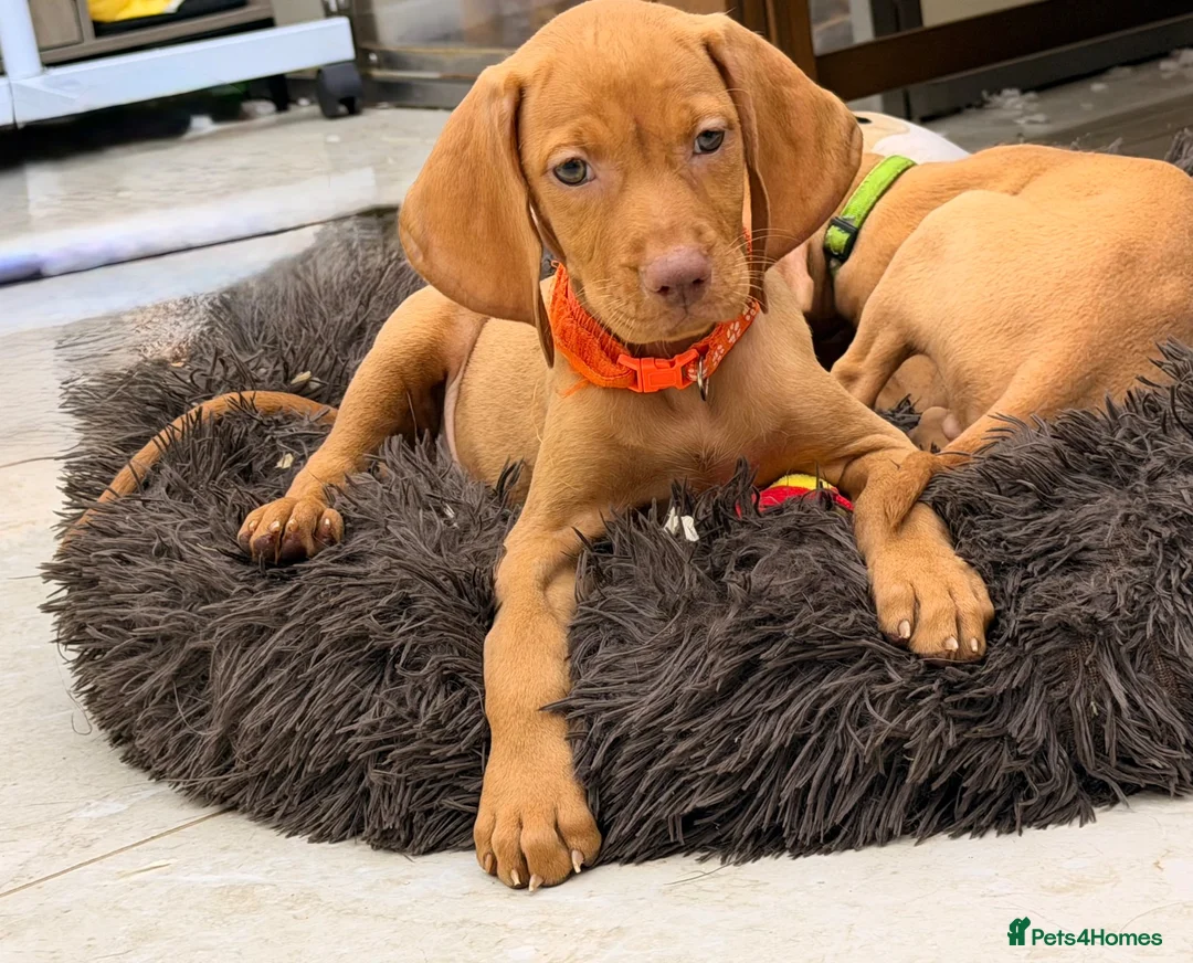 Hungarian Vizsla dogs for sale: The Golden Hearted Guardians Chapter🥈 - Advert 14