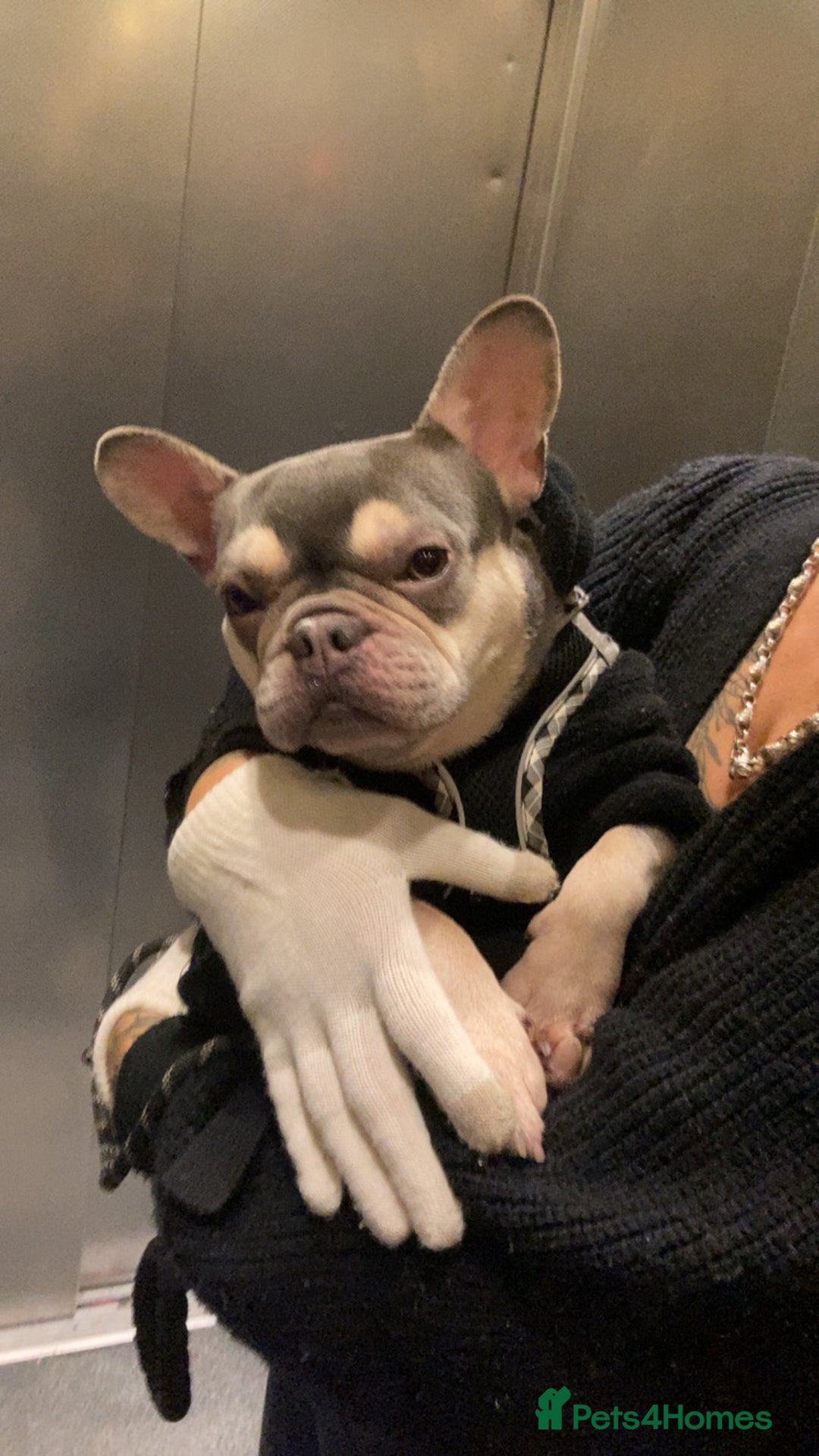French Bulldog dogs for sale: Kennel club registered lilac French bulldog - Advert 2