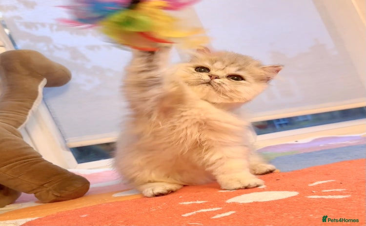 Persian cats - Advert 5