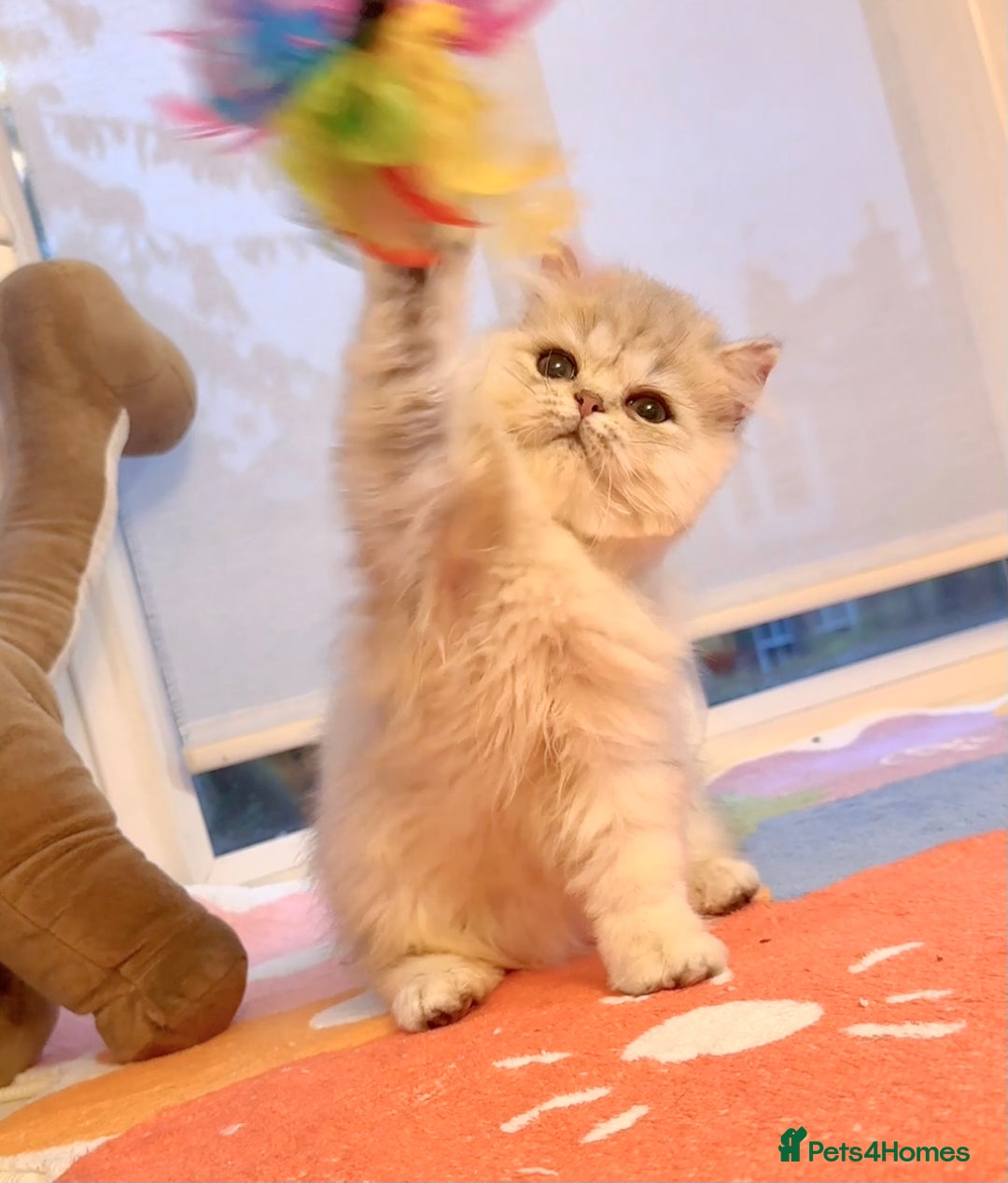 Persian cats for sale: Persian Chinchilla boy Looking for Loving Home - Image 1