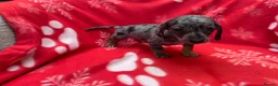 Miniature Dachshund dogs for sale: ****6 beautiful boys 💙💙*** - Advert 18