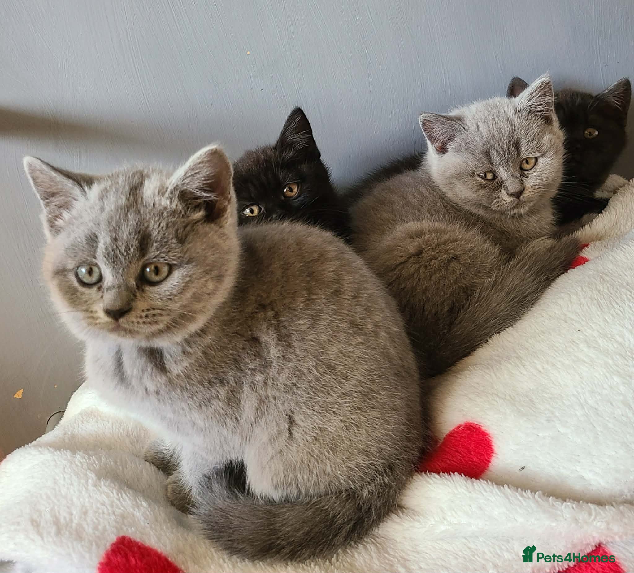 British Shorthair cats British Shorthair Kittens - Advert 2