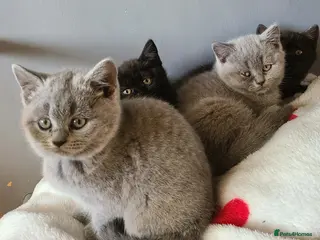 British Shorthair cats British Shorthair Kittens - Advert 2