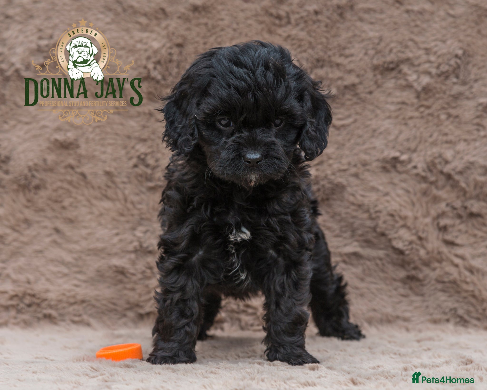 Cavapoo dogs DONNAJAYS 💫 exceptional F1 Toy Cavapoo babies  - Advert 1